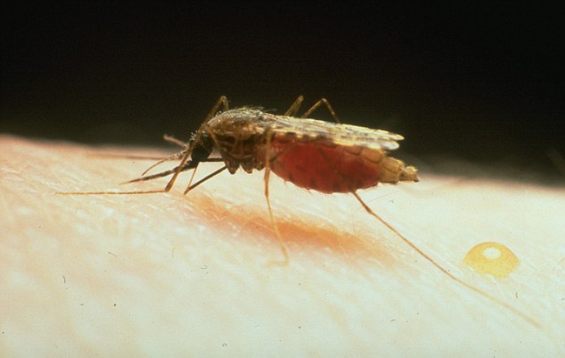 Читать У китайца сильнейшая аллергия на комариный укус