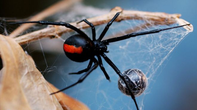 Читать В Австралии ядовитый паук укусил мужчину за пенис