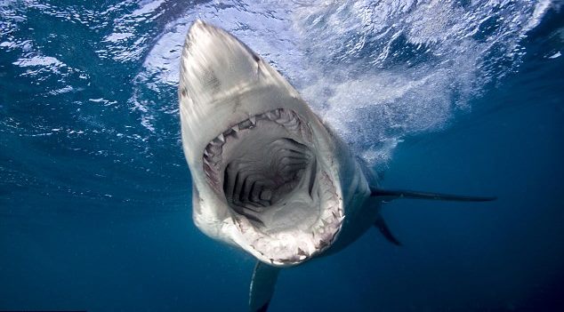 Читать В Египте акула откусила парню ногу, а в Австралии закусала до смерти пенсионерку