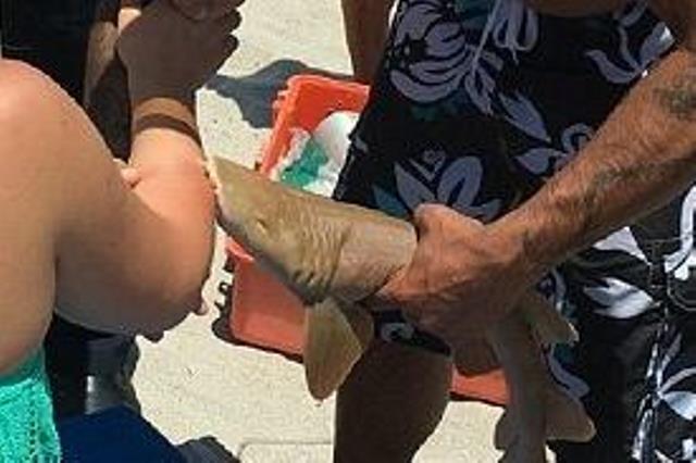 Жительницу Флориды, на которую напала акула, повезли в госпиталь ...с уцепившейся за руку акулой