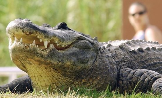Читать В парке развлечений во Флориде крокодил утопил двухлетнего мальчика