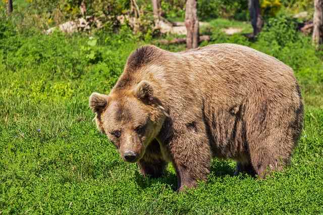 В Иркутской области вспышка трихиннелёза из-за медвежатины