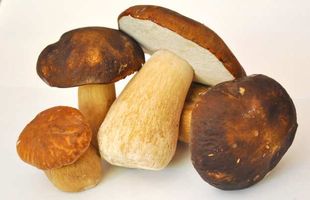 Читать Ешьте белые грибы и у вас будет больше шансов избежать Альцгеймера