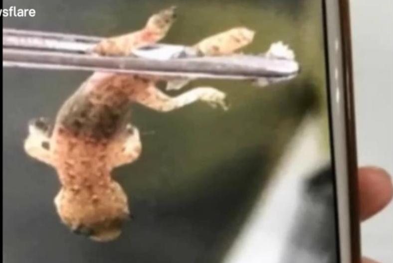 В Китае из уха мужчины вытащили живого геккона